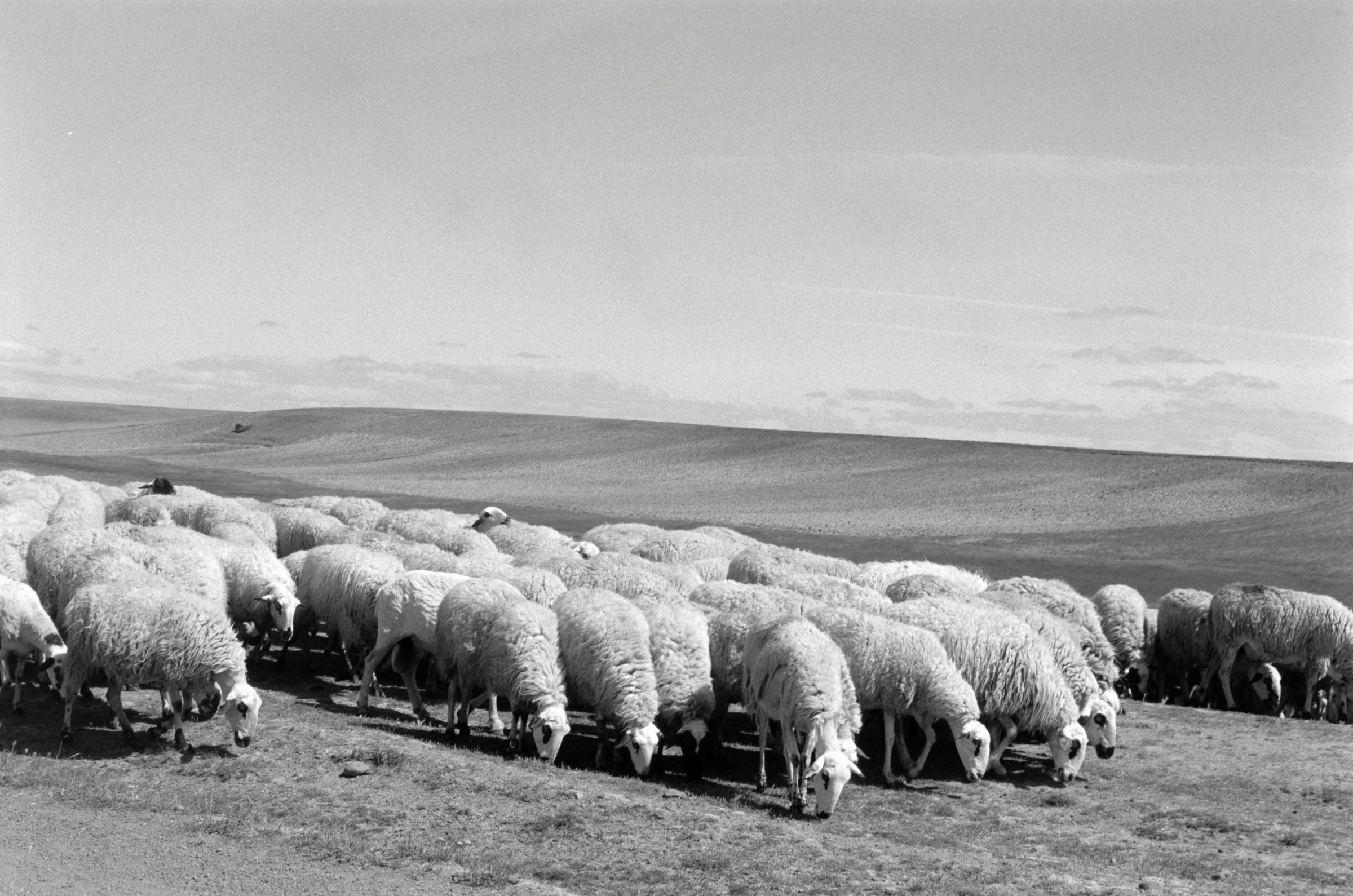 AHP F1995 05 009 sc240826 img18 NLP